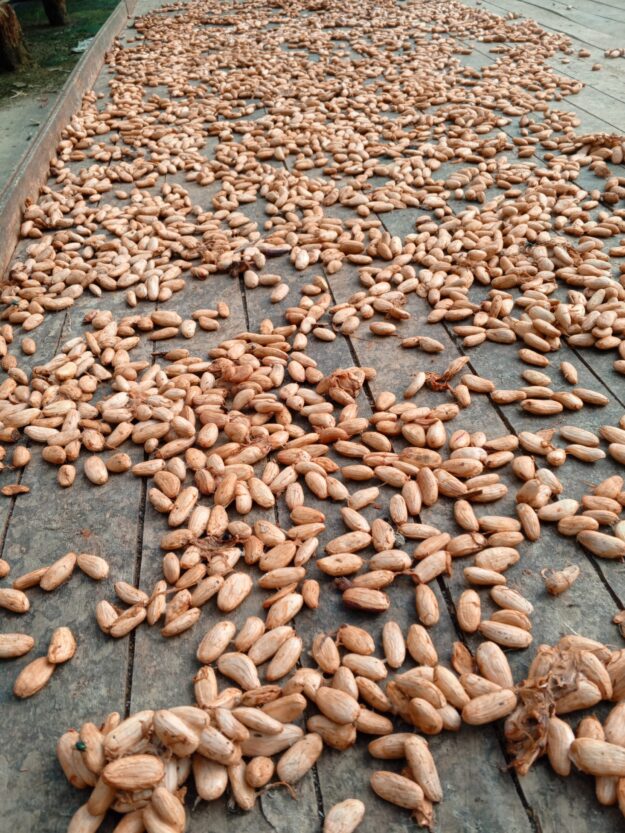 Cerezas de Cacao Orgánico