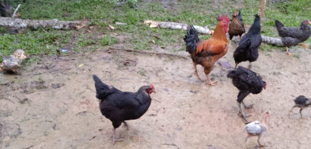 Tienda de pollos criollos