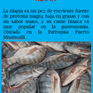 Tilapia