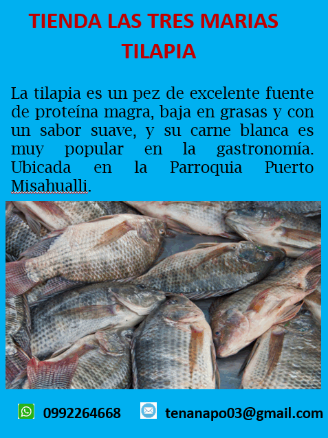 Tilapia