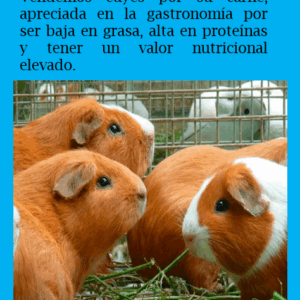Cuyes