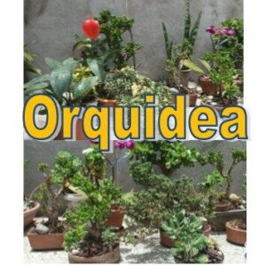 Orquideas