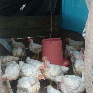 Pollos Luisito