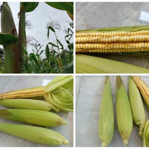 Choclos organicos