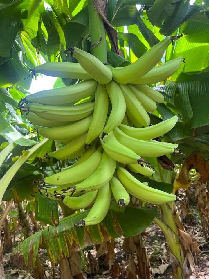 Racima de plátano barraganete