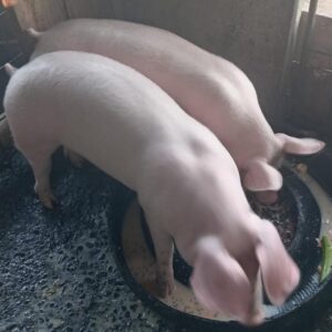 Chanchos