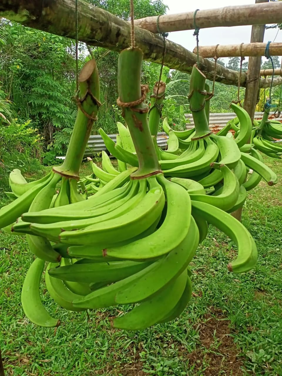 Plátano barraganete