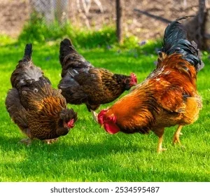 Pollo de campo