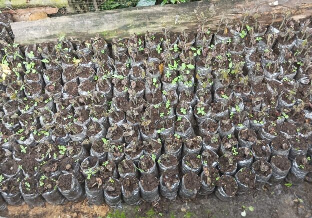 Plantas de cacao de dos yemas injerto