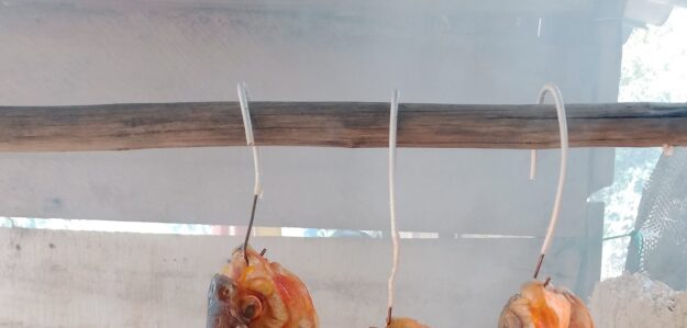 Comida del campo