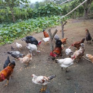 Gallinas criollas