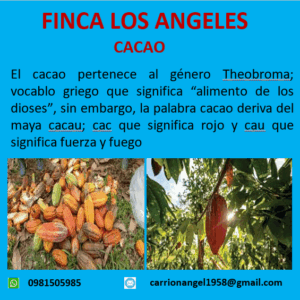 Cacao