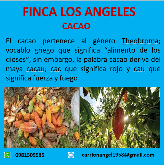 Cacao