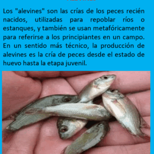 Asesoramiento Alevines