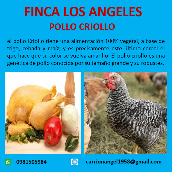 Pollo criollo