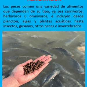 Asesoramiento Alimentación