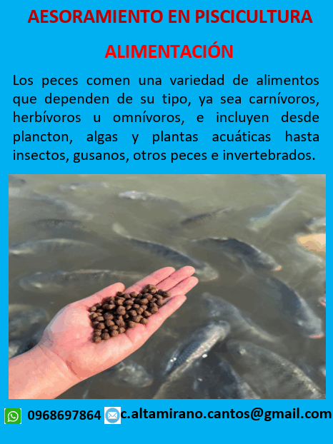 Asesoramiento Alimentación