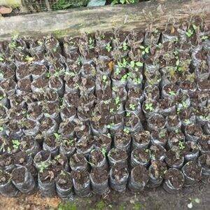 Plantas de cacao