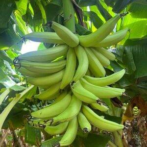 Plátano barraganete