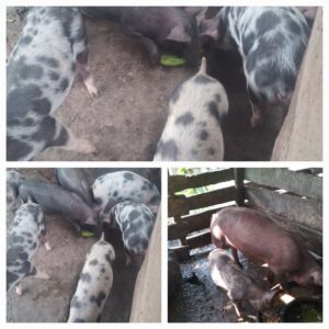 Chanchos criollos
