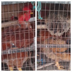 Gallinas criollas