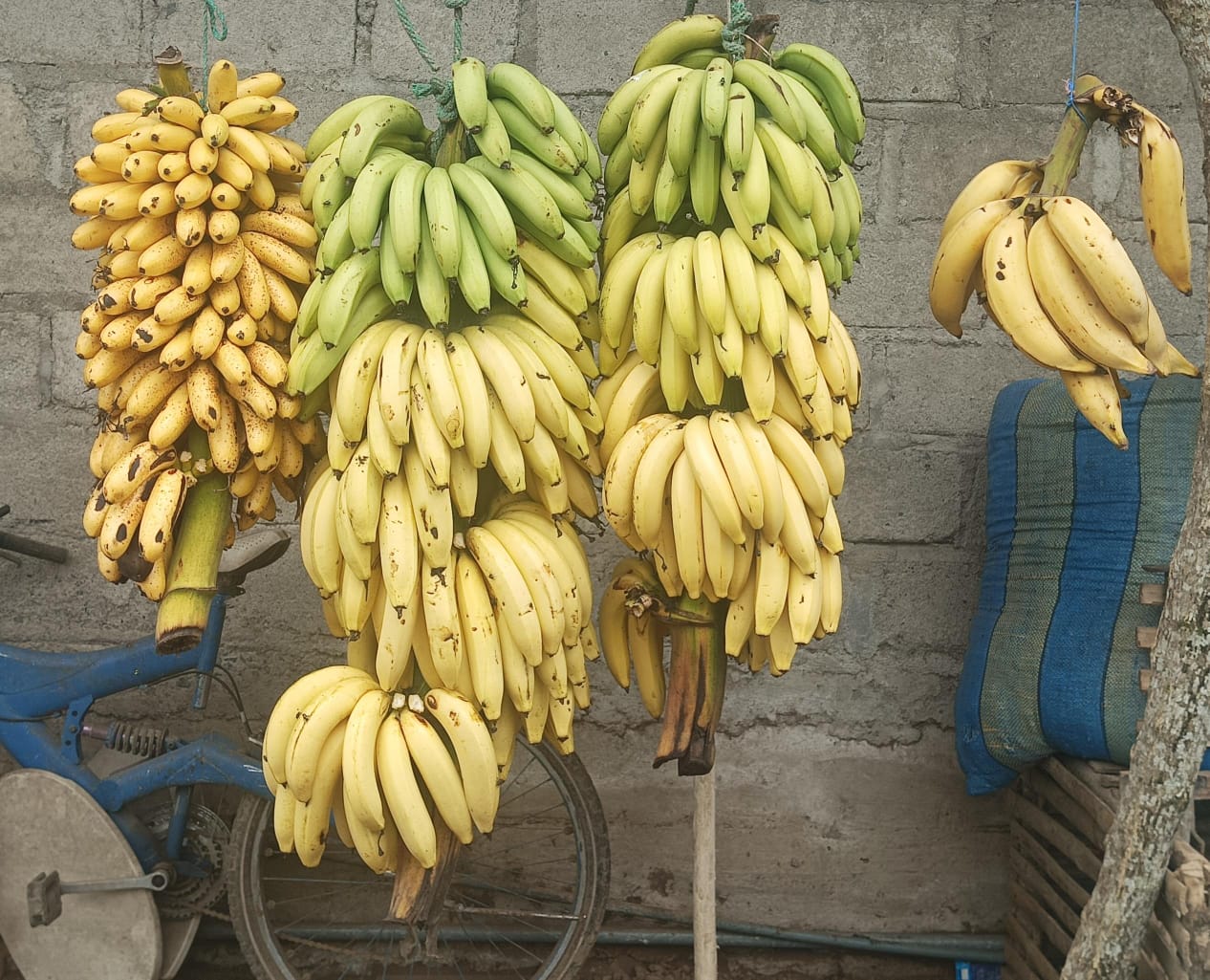 Guineos y plátanos maduros