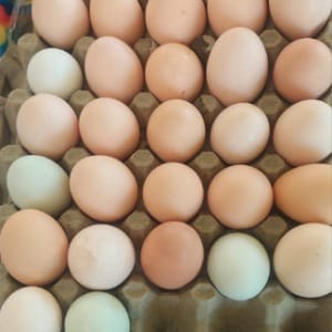 Huevos criollos