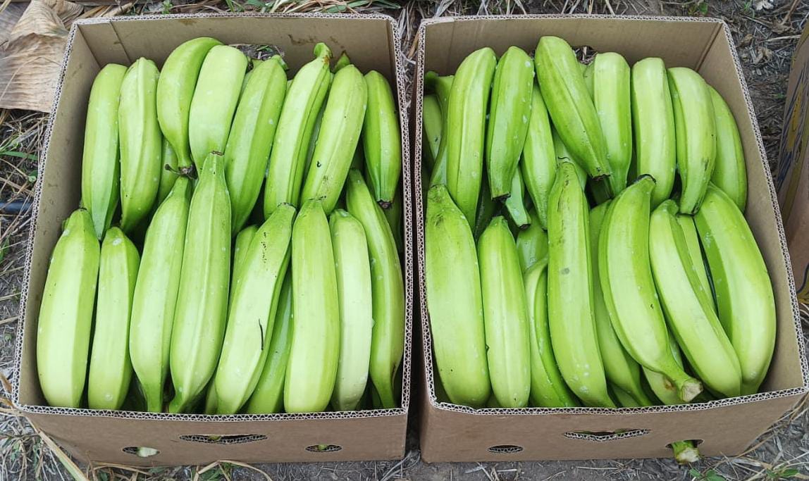 Plátano garrabanete