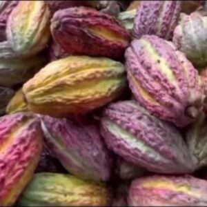 Cacao,ramilla