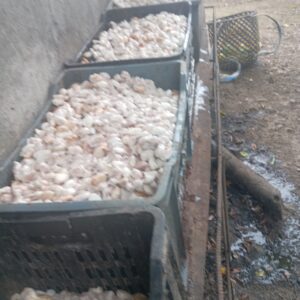Cacao nacional