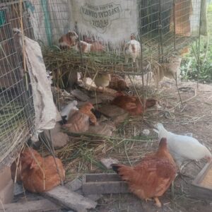 Gallina criolla