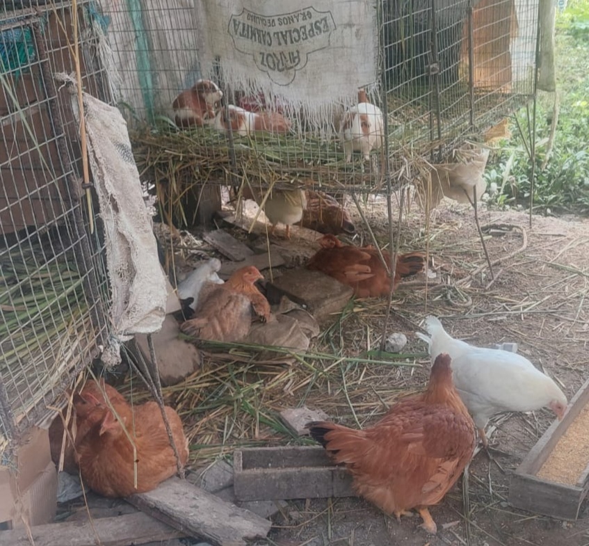 Gallina criolla