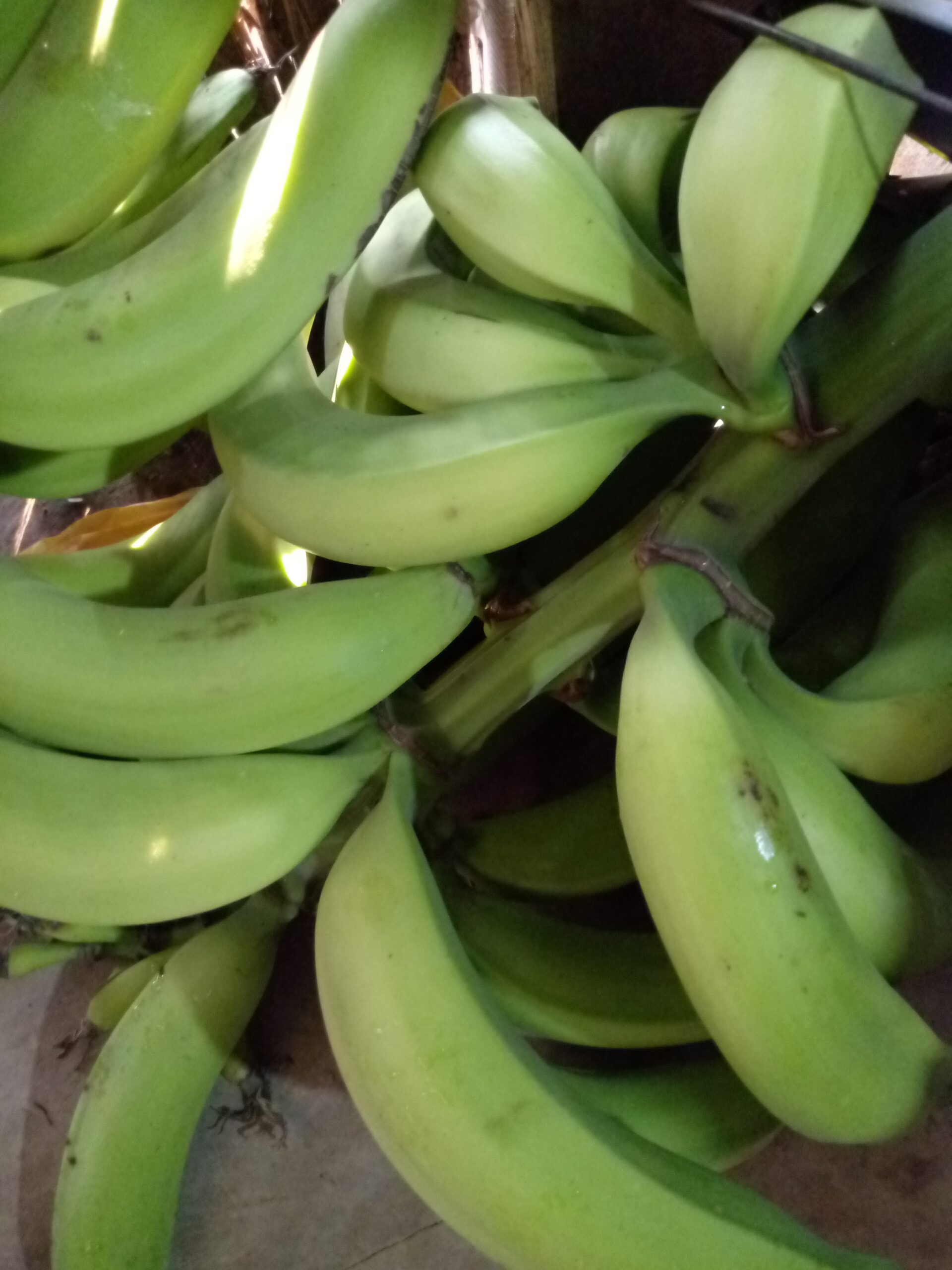 Plátano verde