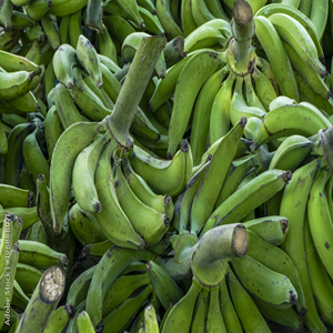 PLATANO VERDE