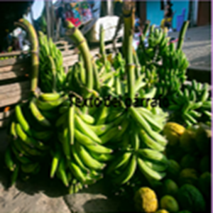 PRODUCTO AMAZONICOS