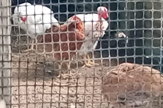 pollos criollas