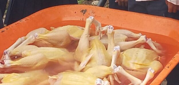 Aves de corral