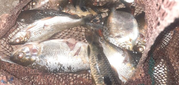 Venta de pescado