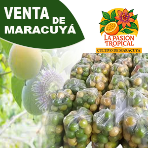 Maracuyá