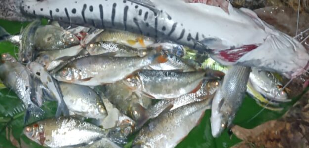 Venta de pescado