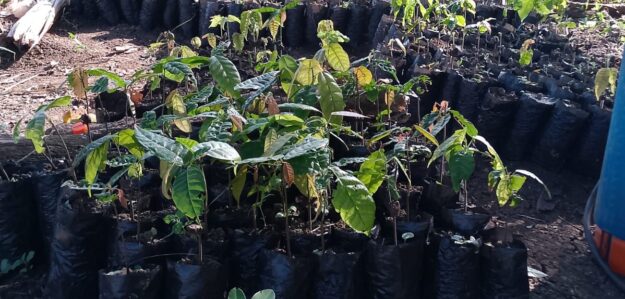 Ventas de plantas