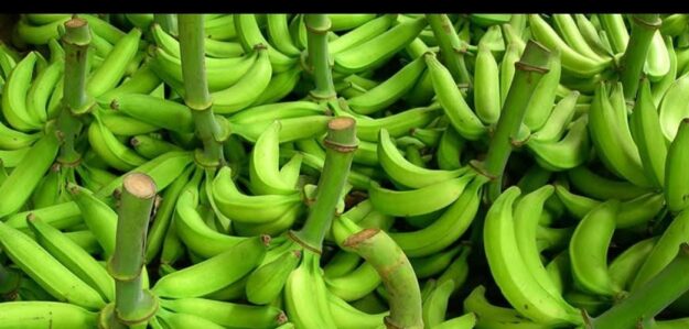 Venta de plátanos