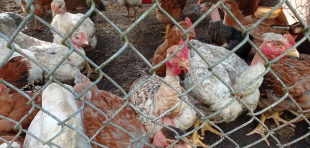 pollos camperos