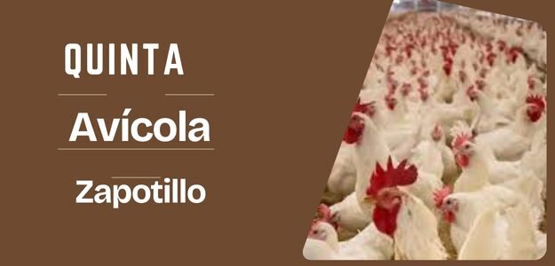 Quinta avícola zapotillo