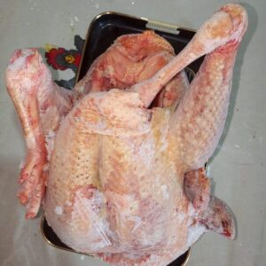 Pavo