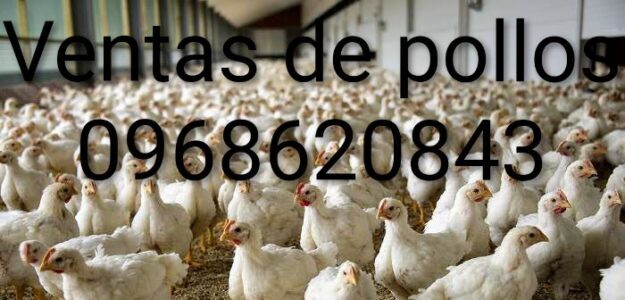 Compra y venta de pollos y productos varios