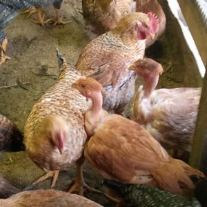 Venta de Gallos y gallinas