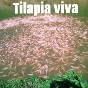 Tilapia viva por quintales
