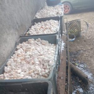 Cacao nacional