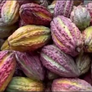 Cacao ramilla